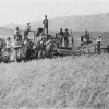 Eugene Smith\'s Dry Farm - Wheat Harvest -  Antelope, ID