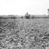 Eugene Smith - Sugar Beet Harvest in Thorton, ID